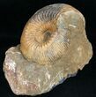 Well Preserved Stephanoceras Ammonite #11488-1